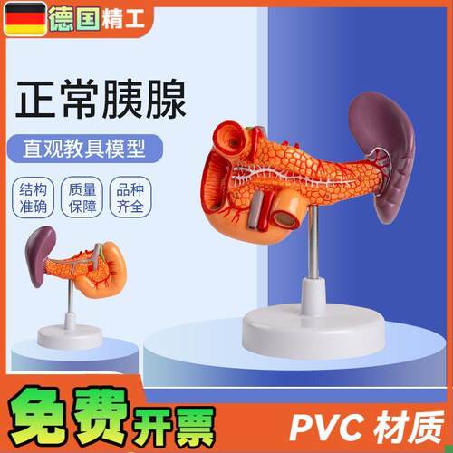 德国】脾胰十二指肠胰脾胆十z二指肠模型人体内脏解剖模型教