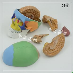 1比1大小d人体头颅骨模型血管头骨模型脑解剖肌肉大脑模型医用
