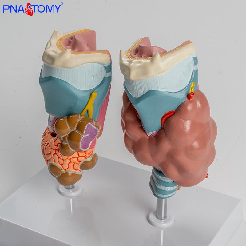 人体喉部解剖h模型肌肉软骨组织结构鼓膜咽鼓管喉腔声带