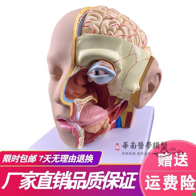 人体脑部解剖模型n口腔鼻咽喉头部颅脑解剖脑动脉血管模型