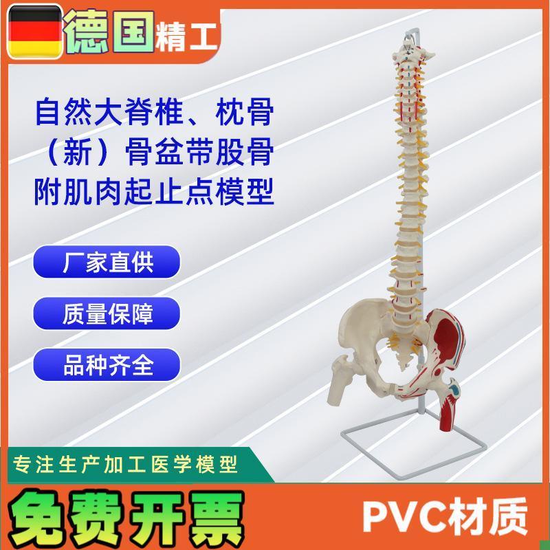 自然大脊椎带枕骨新骨t盆带股骨附肌肉起止点模型教学模型