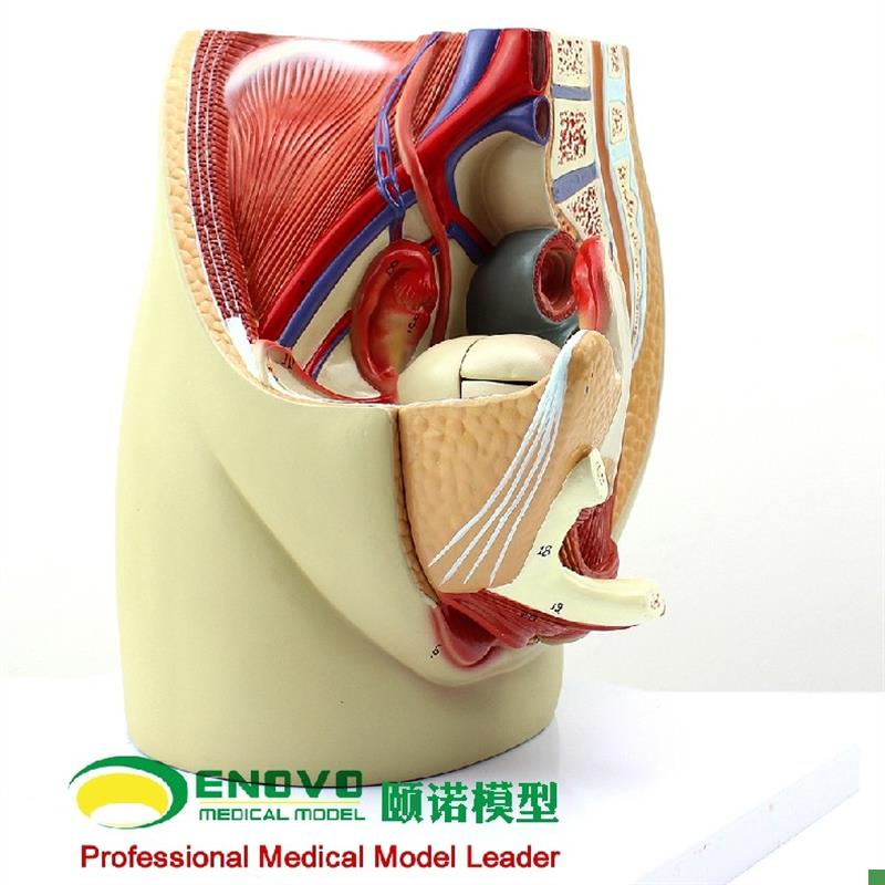 颐诺正品女性盆腔解剖模型生殖泌尿子宫妇N科医用模型骨盆模型