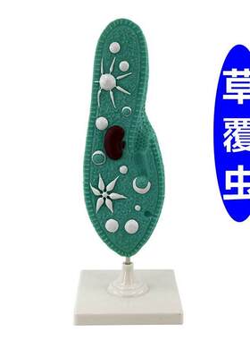 草覆虫模型原生动物门纤毛中学生物老师推荐教P学用始祖鸟模型化