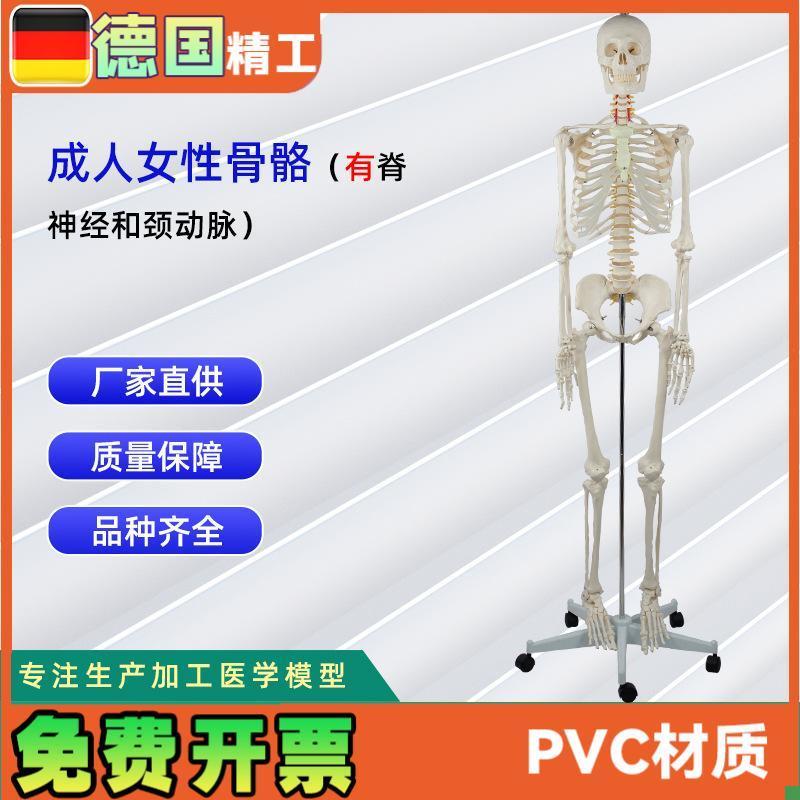 德国精工】成人女性骨骼x附脊神经和颈动脉无泡沫盒包装