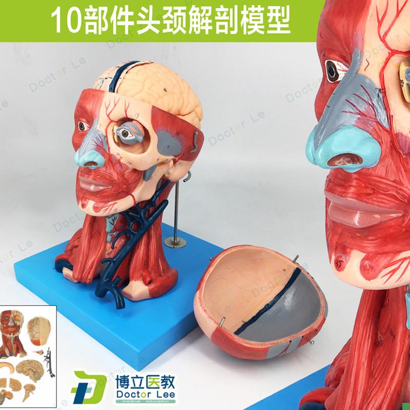 头颈部肌肉解剖带血管模型u头颈解剖模型血管附脑神经教学医教模