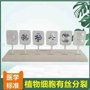植物细胞有丝分裂模型q初中高中生物课实验器材动物细胞减数分裂