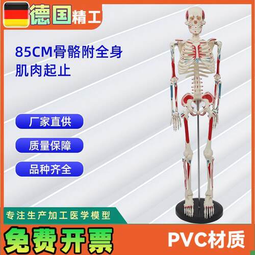 85CM附全身肌肉起止骨骼模型人O体骨骼模型教学模型