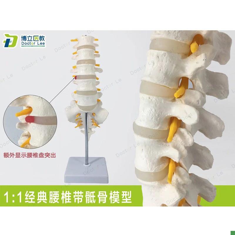 高端医用可拆成人5节腰椎尾骨模型脊椎椎间盘突出Y人体标本模型