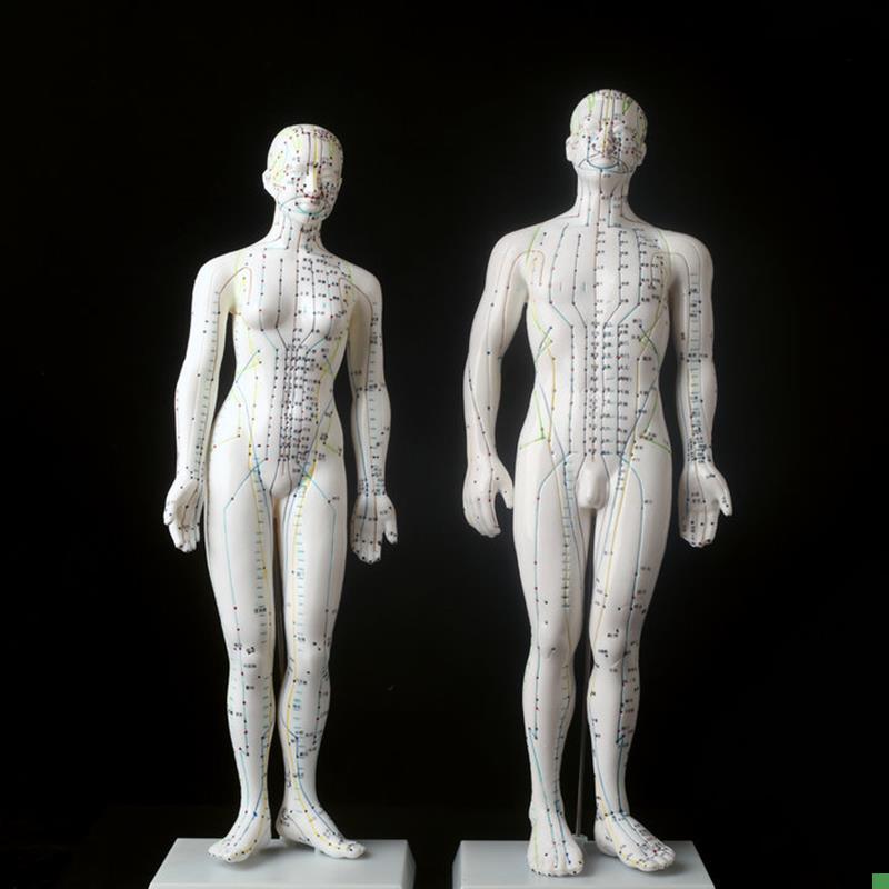 超清楚针灸人模人m体模型人体穴位模型男50cm女48CM