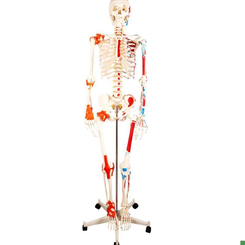 人体骨骼附半边肌肉着色韧带模型骨架模型170CVM骨科骨骼标本