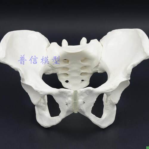 1比1女性骨盆模型髂骨坐骨耻骨演示模型S盆骨医用骨骼模型