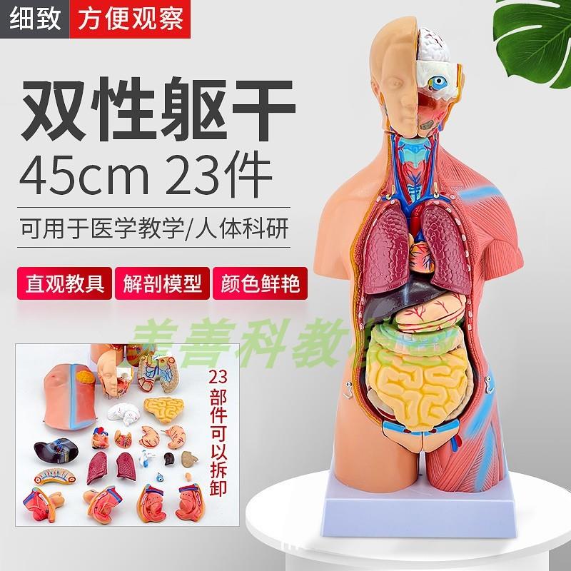 45CM人体模型解剖心脏骨骼全身结构医学器官两性躯干Y内脏拼图儿