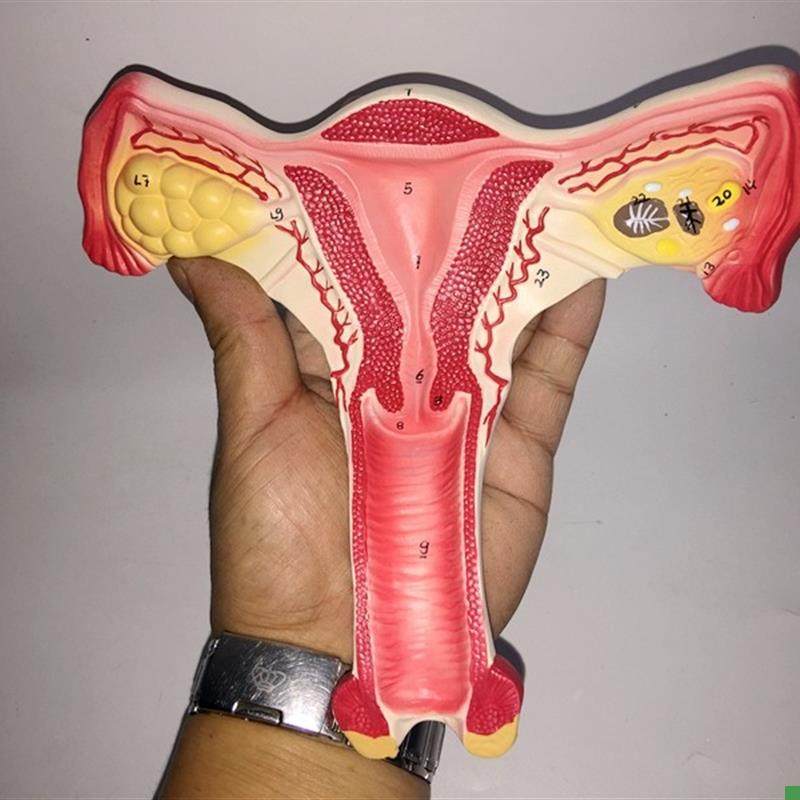 人体模型女性生殖子宫模型生殖y卵巢模型教学模具病理变化科学教,玩具/童车/益智/积木/模型,其他模型玩具,淘宝优惠券,粉丝福利购,淘宝优惠卷