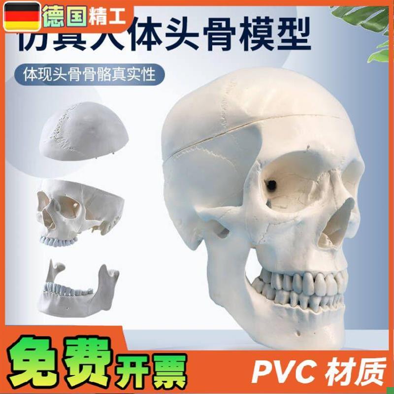 自然大头骨模型头颅骨模型人体骨骼脊柱模型医T用艺用美术骷髅头