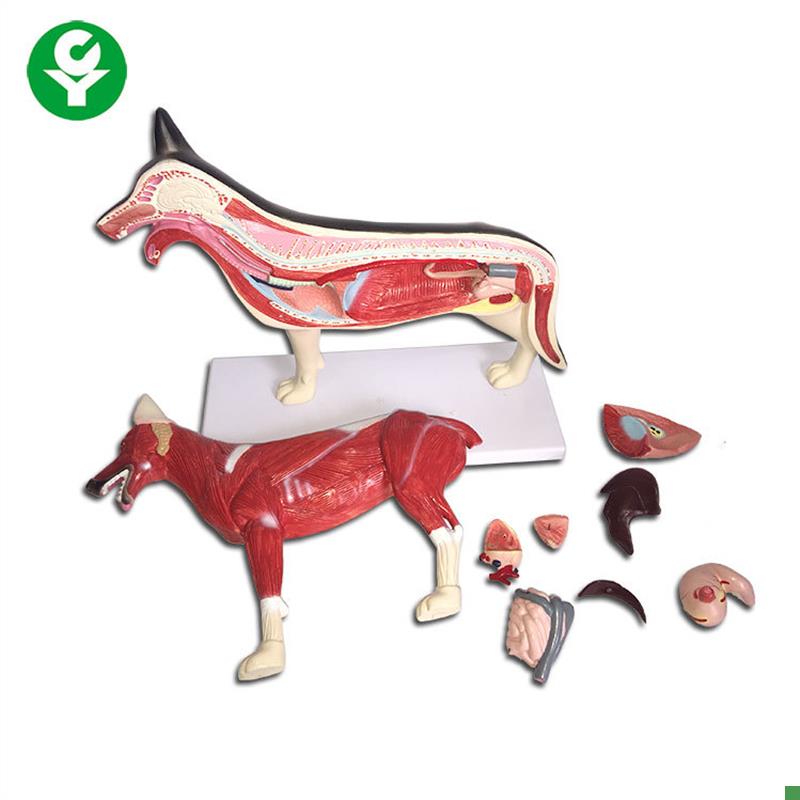 狗解剖模a型狗模型狗骨狗关节犬解剖犬模型犬关节狗标本