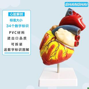 人体心脏模型医学放大器官结构解剖医院学L校教学教具彩B超可拆装