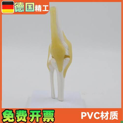 小型膝关节模型可弯曲p韧带医学礼品人体骨骼解剖教具股骨康复骨