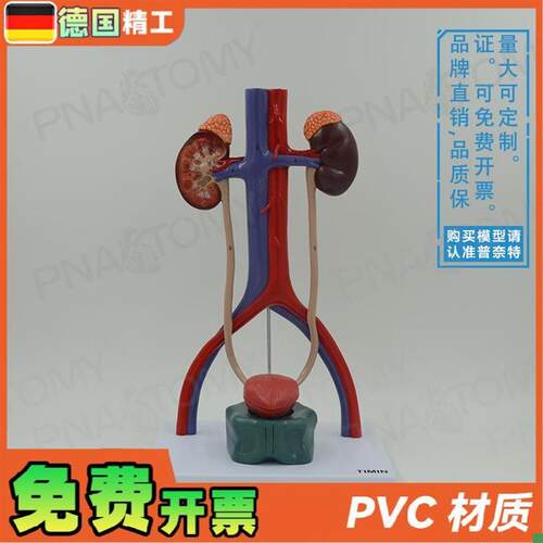 德国】人体膀胱肾脏输尿管尿道泌尿G生殖系统动静脉解剖模型泌尿