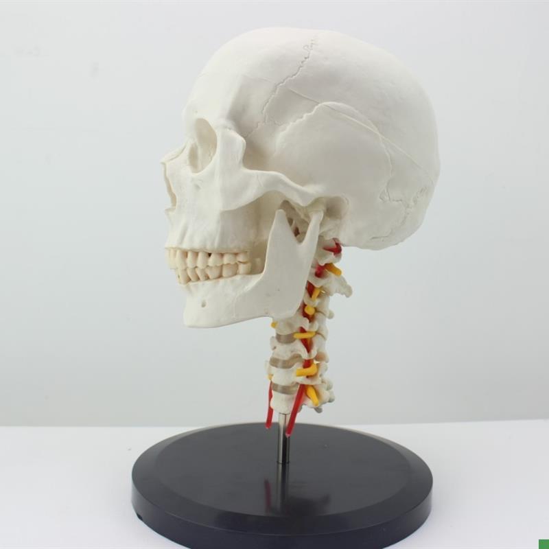 ENOVO颐诺人体n头骨颅骨带颈椎模型头骨模型颈动脉颈椎模型枕骨