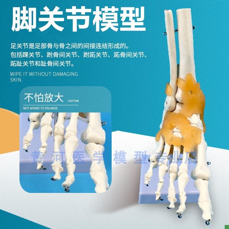 黄河脚关节附韧带模型人体足关节骨骼运动系V统解剖手足外科