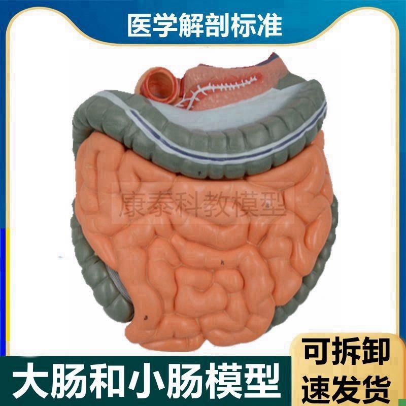 肠道模型空肠回肠结肠大小肠肛周痔疮肛肠科教学盲肠淋Z巴血管分
