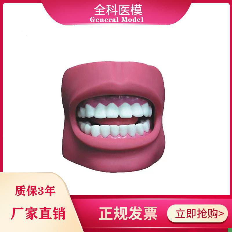 牙护理保健模型(带脸颊自然大)口腔清洁W教学练习模具