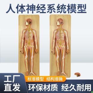 医学人体神经系统解剖模型中枢神经脑K脊髓躯干模型脊神经模型