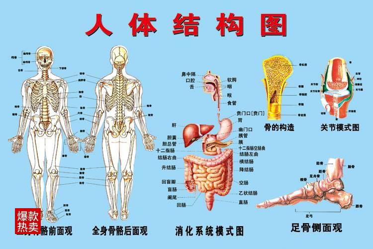 医院人体骨骼器官结构解剖图挂图腹部脏器人体内脏血管位置分布图