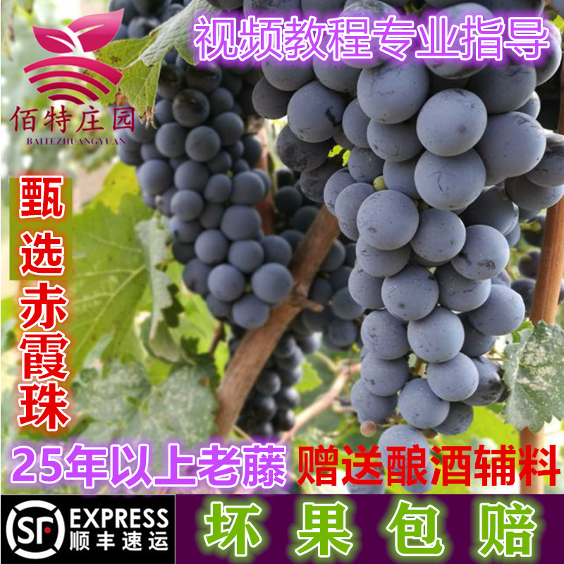 宁夏产区酿酒葡萄红酒赤霞珠自酿