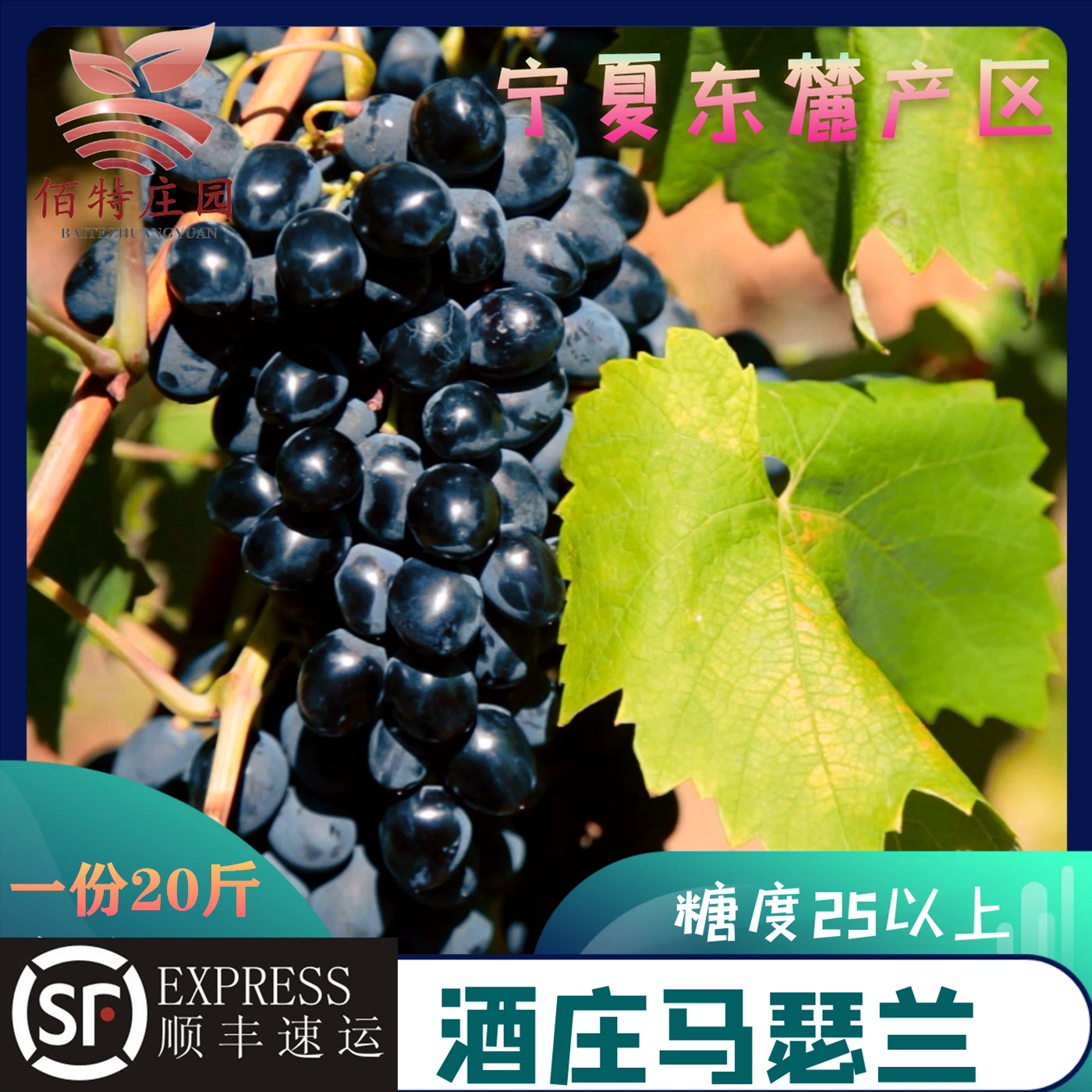 马瑟兰葡萄葡萄赤霞珠高糖马瑟兰