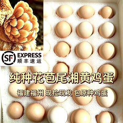 原种花苞尾湘黄土鸡蛋精品鸡小品种小体型现捡现发传授自然散养蛋