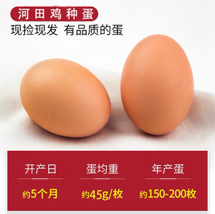 正宗河田鸡蛋自然受精蛋可孵化河田鸡种蛋新鲜现捡河田蛋顺丰包邮