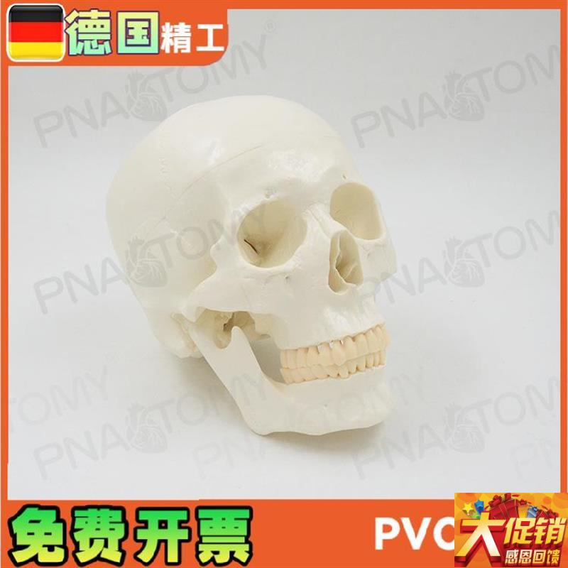 1:1大小白色仿真人体头骨x模型骷髅头骨可拆卸头颅骨 美术素描