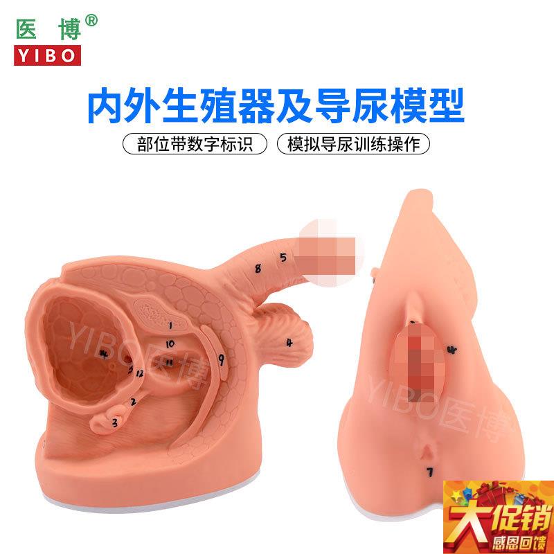 医博BIX-H5D/6D 男女性内外生殖及导尿模型 男性生殖器解刨模型