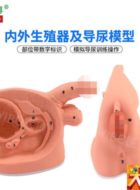 医博BIX-H5D/6D 男女性内外生殖及导尿模型  男性生殖器解刨模型