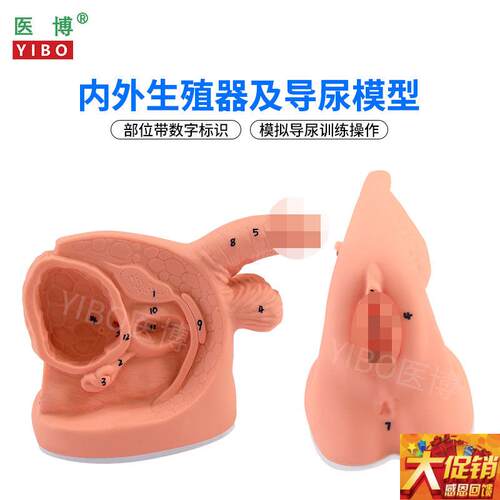 医博BIX-H5D/6D 男女性内外生殖及导尿模型  男性生殖器解刨模型