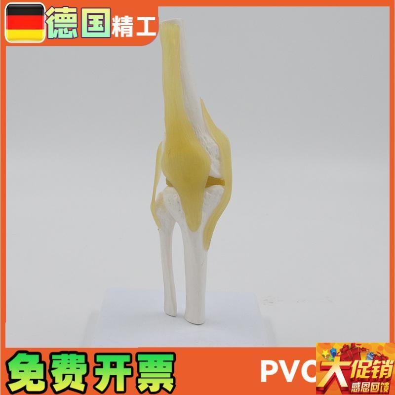小型膝关节模型可弯o曲韧带医学礼品人体骨骼解剖教具股骨康复骨