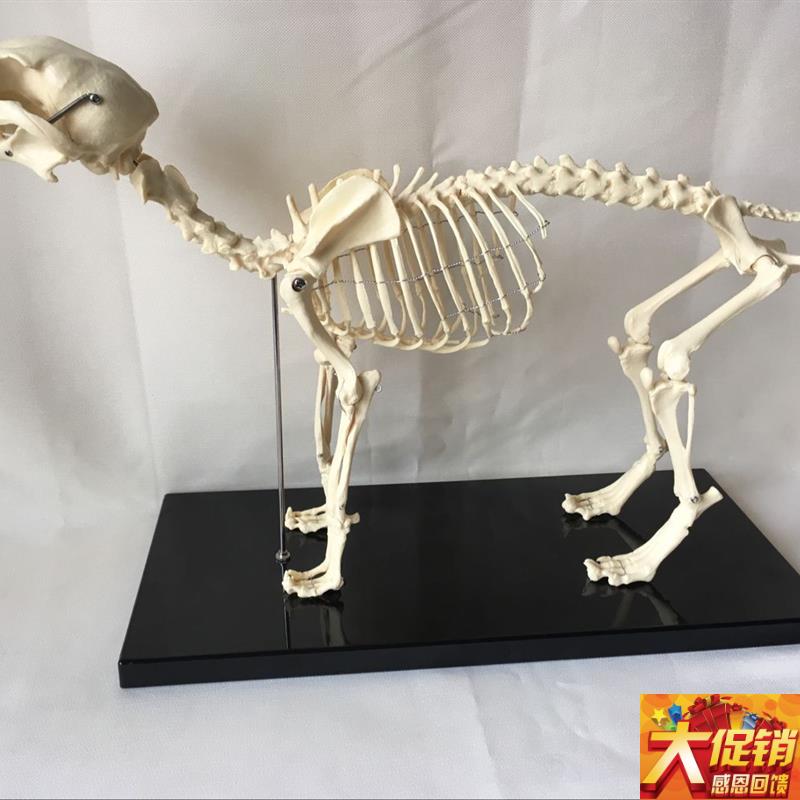 狗骨架动物骨骼犬科犬骨架犬骨骼宠物犬兽医教R仪动物教学模型优