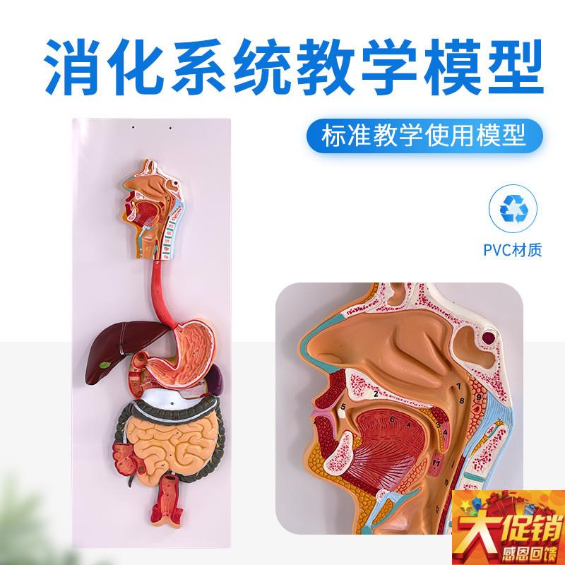 人体消化系统模型 肛门直肠 口鼻喉D 食道胃模型 大肠肝脏解剖模