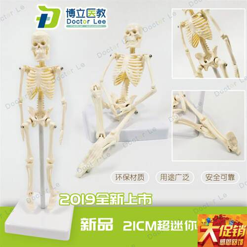 21cm人体骨骼模型骨架人体模型成人小骷P髅教学模型脊椎全身