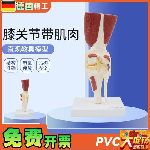 德国】1:1大人体膝关节带肌肉韧带骨骼模型膝盖骨运X动系统教学骨