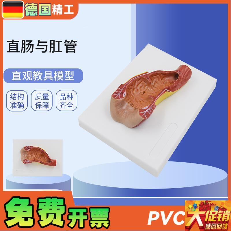 德国】PNT-0453 r直肠与肛管消化系统人体解剖模型肠道解剖生物