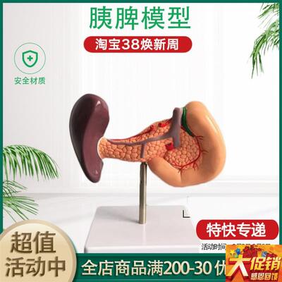 胰腺 消化系统 脾胆十二指v肠 肝脏胆囊脾脏 医学解剖学模型 包邮
