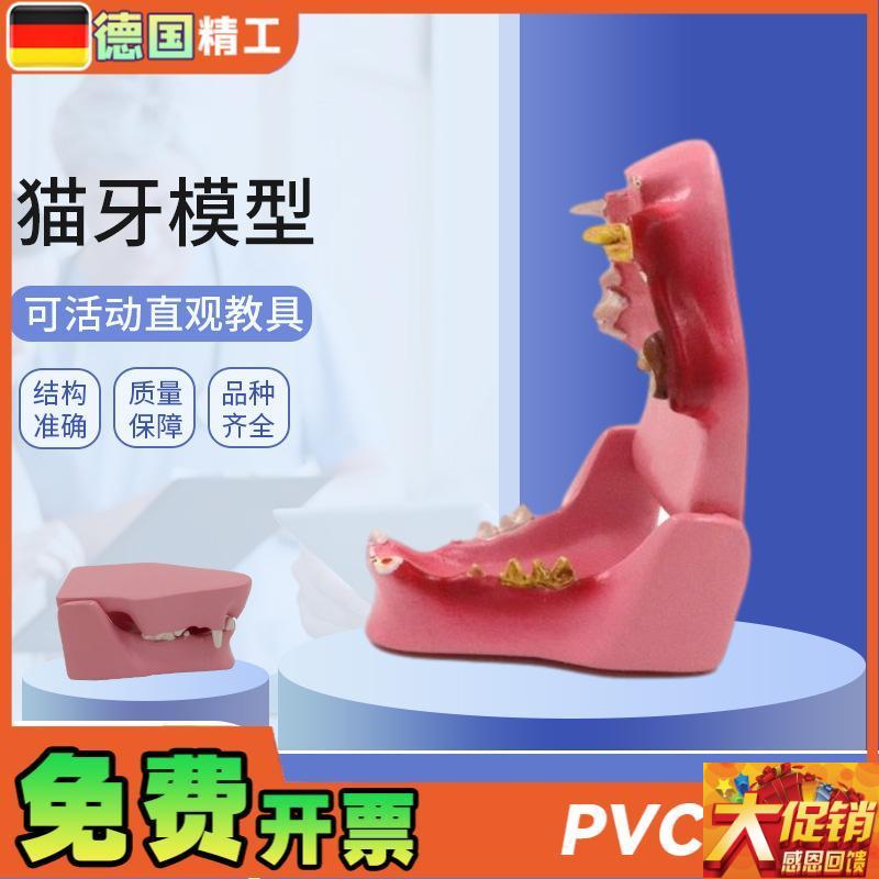 德国】PNT-2105 猫牙模型 猫B口腔 病理口腔猫蛀牙 猫解剖猫解剖