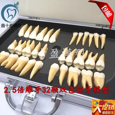 牙科口腔教学 2.5倍双色恒牙立体离B体模型医患沟通32颗雕牙M7026