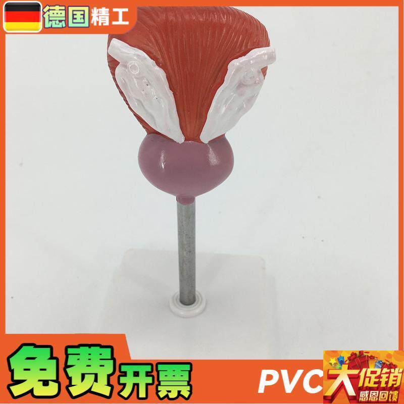 教学仿真膀胱g模型人体膀胱解剖标本2部件正常自然大膀胱医疗教具