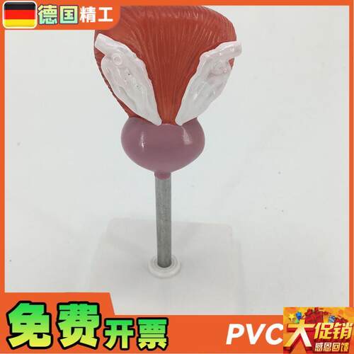 教学仿真膀胱g模型人体膀胱解剖标本2部件正常自然大膀胱医疗教具