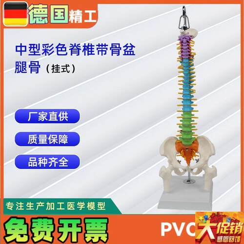 中型彩色脊椎带骨盆腿骨(C挂式)模型 人体脊柱模型