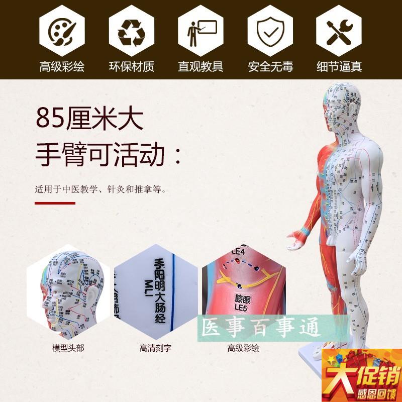 高清85cm针灸穴位经络人体模型B模特超清晰中医用家用教学针灸模