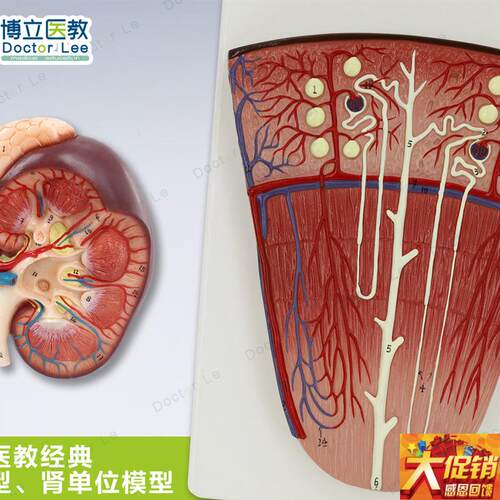 肾与肾单位模型 泌尿系统解剖结构模型J 放大肾 医学肾脏用模型